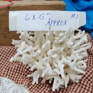 White Coral Reef Specimen Seashell Coastal Beach Decor Nautical‎